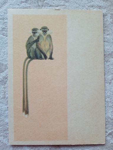 1954. Трофимов. Зеленые мартышки