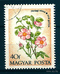 1973 Венгрия. Шиповник французский