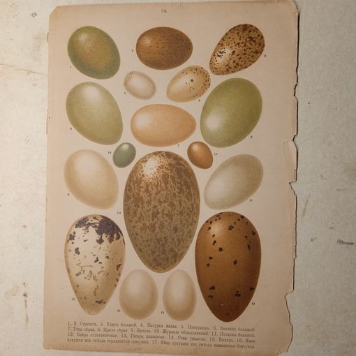 ЯЙЦО. Литография СПБ. Энциклопедическая гравюра конец 19века 29х21см. РАСПРОДАЖА КОЛЛЕКЦИИ.