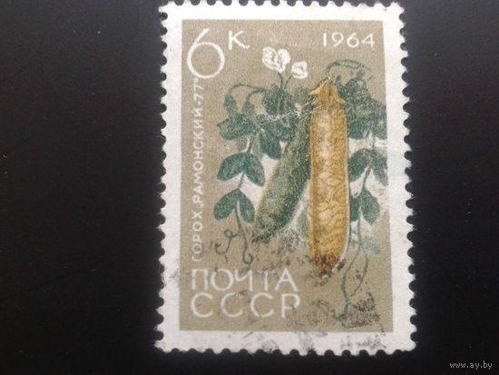 СССР 1964 горох