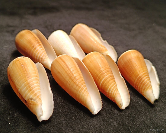 Ракушки Конус Магус - Сonus Magus