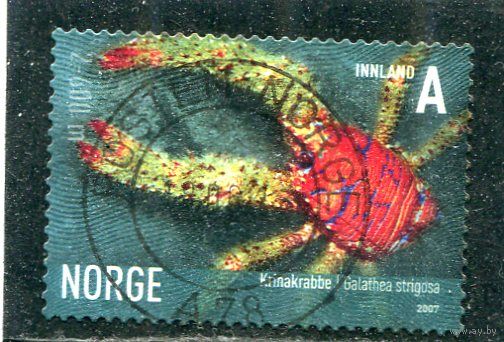 Норвегия. Морская фауна. Галатея стригода