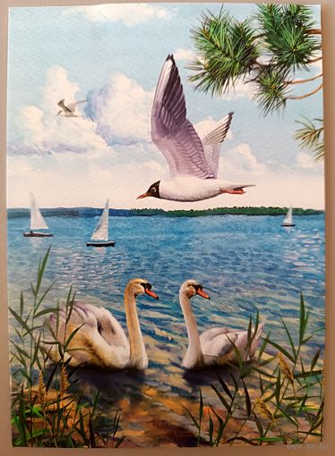 Национальный парк "Нарочанский". Птицы. Открытка