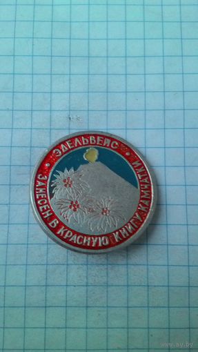 Эдельвейс. Занесён в Красную Книгу Камчатки.