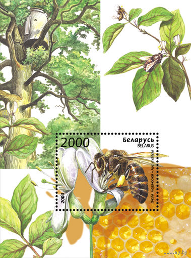 2004 БЕЛАРУСЬ  блок коллекционных марок Фауна. Пчела медоносная MNH