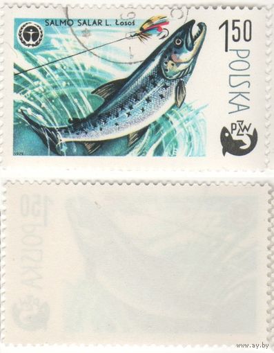 Польша 1979.04.26 (Mi)PL2619 марка из сер.100-летие спортивного рыболовства 1,50zl Атлантический лосось (Salmo salar) (г) (a1-16 ТОРГ/ВАША ЦЕНА