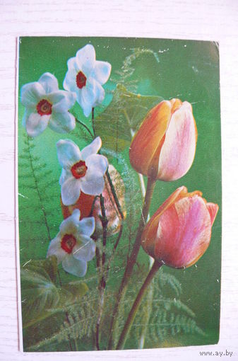 Костенко Г., С днем рождения! 1977, двойная, подписана.