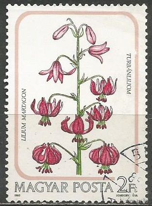 Венгрия. Лилия кудреватая. 1985г. Mi#3789.
