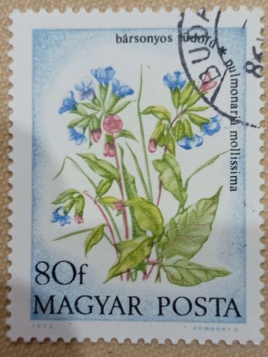 Венгрия 1973. Флора. Цветы. Pulmonaria mollissima. Марка из серии