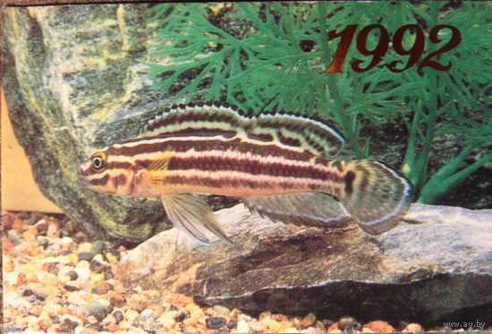 Календарики морские обитатели