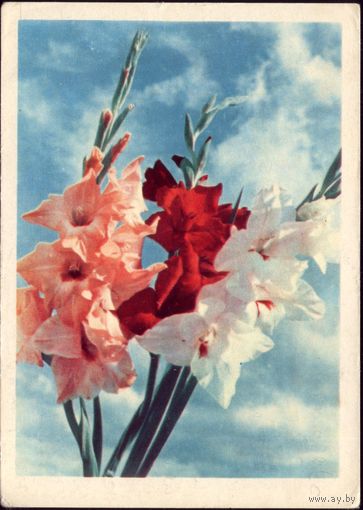 1965 год Гладиолусы