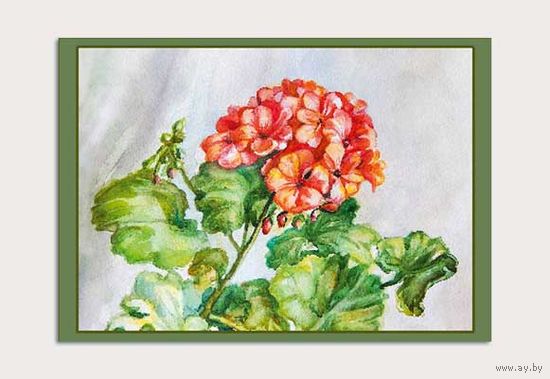Открытка. Флора. Комнатные цветы. Пеларгония. Герань. Худож. А.Радченко (чистая)