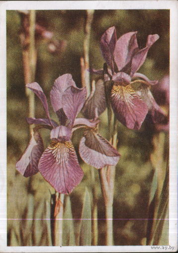 Чистая открытка 1963г. "Ирис" фото Я. Гайлитис
