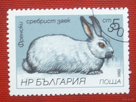 Болгария. Кролик. ( 1 марка ) 1986 года. 5-6.