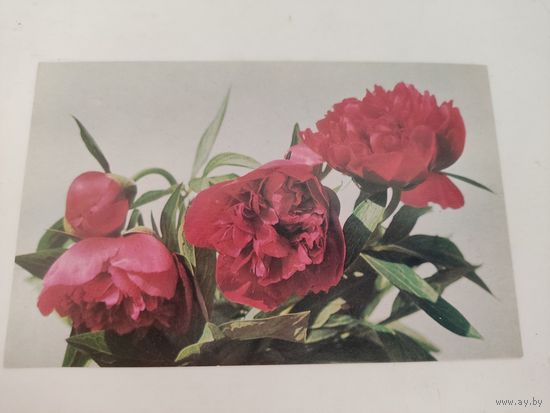 Открытка с фото И.Шагина 1972г.