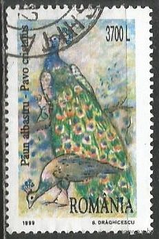 Румыния. Птицы. Павлин. 1999г. Mi#5402.