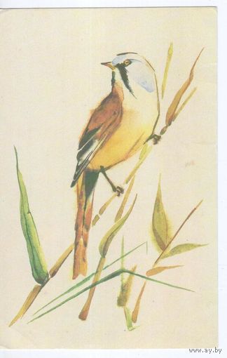 Открытка СССР 1987г. Фауна.Птицы.Усатая синица.