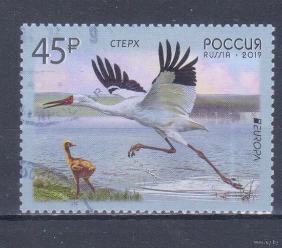 [455] Россия 2019. Фауна.Птицы.Журавль стерх. Гашеная марка.