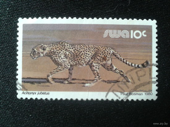 Юго-западная Африка, 1980. Гепард