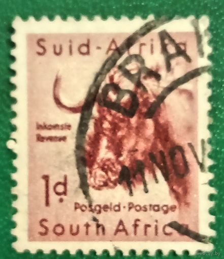 Южная Африка 1954. Чёрная антилопа Гну