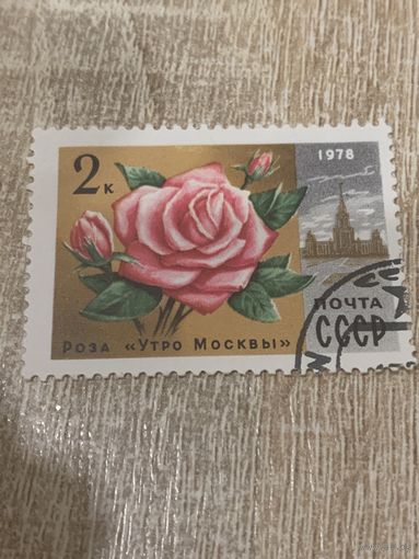 СССР 1978. Цветы. Роза утро Москвы. Марка из серии