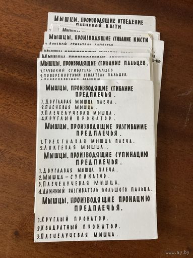 В помощь изучающим анатомию человека