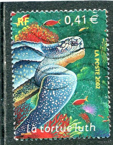 Франция. Морская фауна. Черепаха