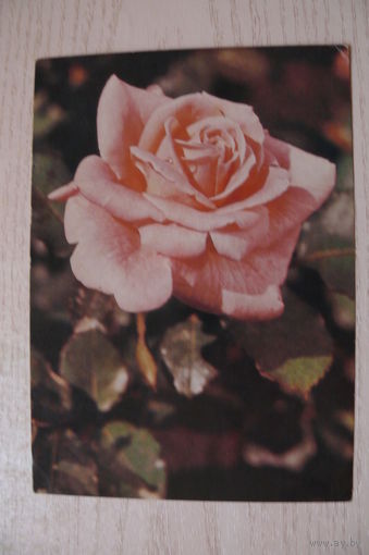 Смоляков П., Роза, 1985, чистая.