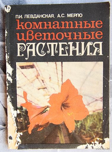 Комнатные цветочные растения. Левданская. Мерло