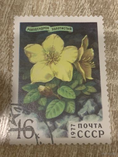 СССР 1977. Рододендрон золотистый. Марка из серии