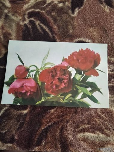 Открытка Пионы Шагина чистая 77г