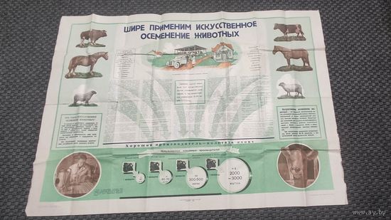 Большой плакат на тему животноводства. Шире применим искусственное осеменение животных. Вильнюс 1956 год.