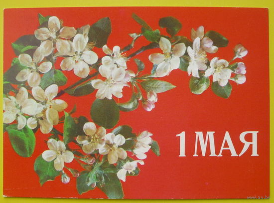 1 Мая! Чистая. 1987 года. Дергилева.