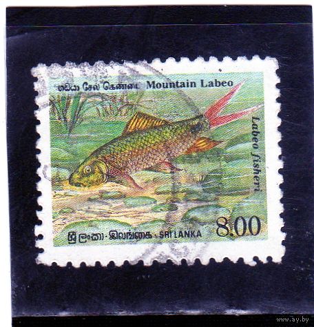 Шри-Ланка. Mi:LK 934A. Горный Лабео (Labeo fisheri). 1952.