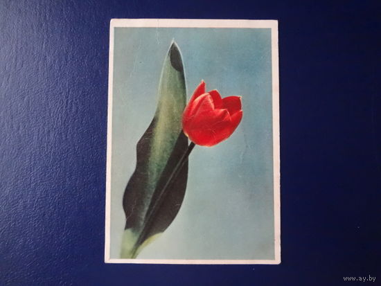 Тюльпан.  1962 г.