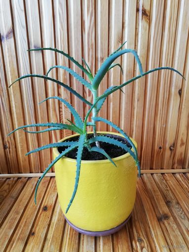 Алоэ с горшком