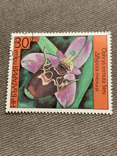 Болгария 1986. Цветы. Ophrys cornuta Stev. Марка из серии
