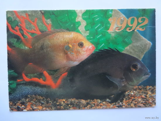 Календарик 1992 г. Уару черный и хромис красный.