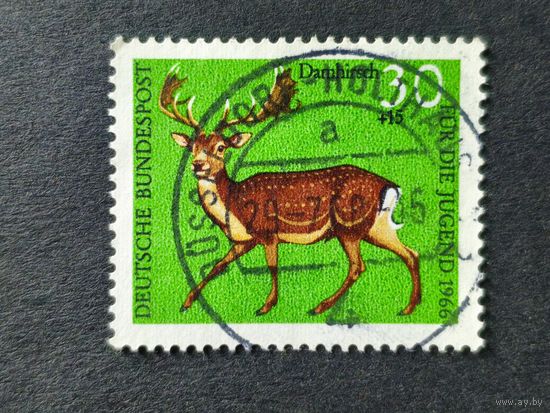 Германия 1966. Дикая природа. Лань