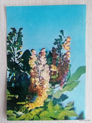 Телеграмма. Бланк художественный. Латвия. СССР.