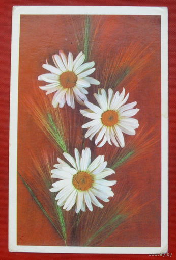 Ромашки. Чистая. 1976 года. Костенко. 1501.