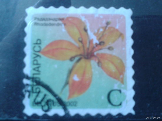2002 Стандарт, рододендрон