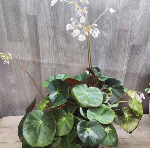 Бегония Фиста