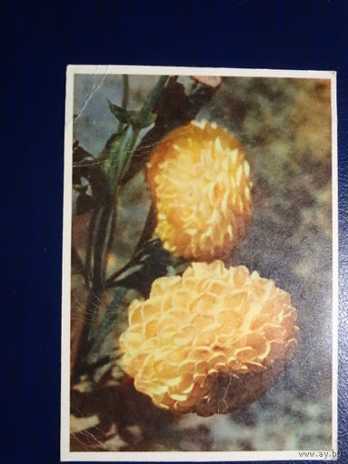 Георгины.  1962 г. подписанная.