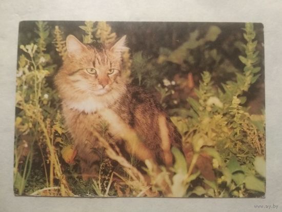Карманный календарик. Котик.1994 год