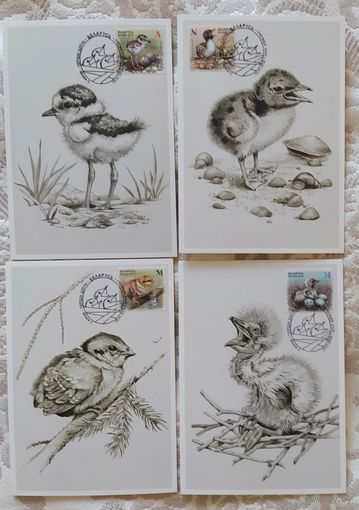 Беларусь 2018 КМ Птенцы.