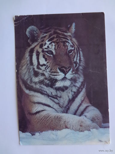 Календарик 1992 г Тигр.