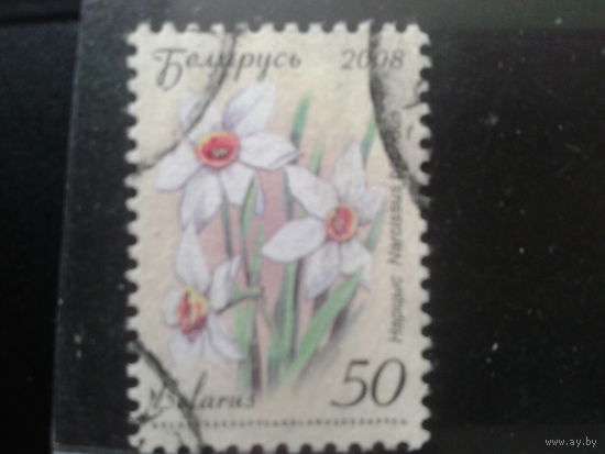 2008 Стандарт, нарциссы