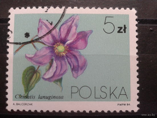 Польша, 1984, Клематис