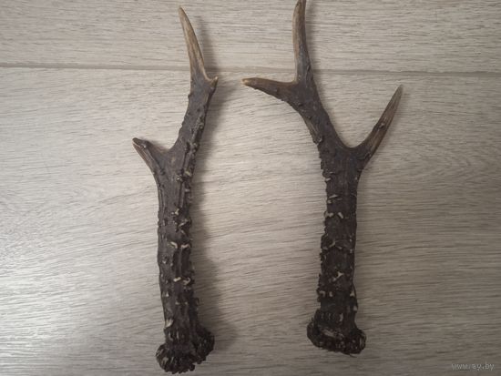 Рога косули 2 штуки